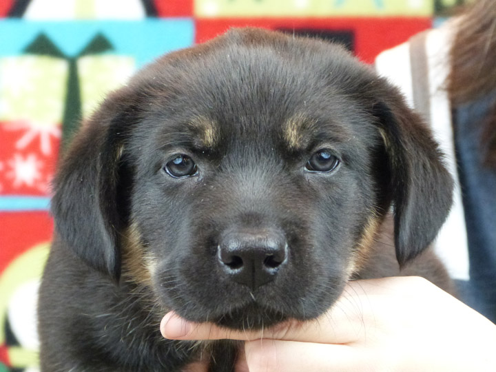 chinook puppy